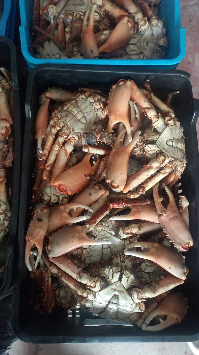 Centolla fresca en bandeja